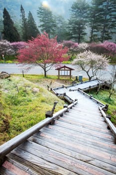 Beautiful Sakura Garden in Wuling Farm Taiwan for adv or others purpose use
