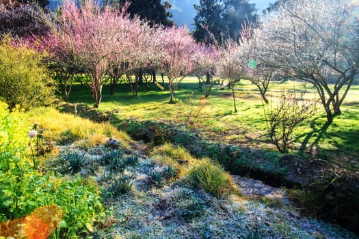 Beautiful Sakura Garden in Wuling Farm Taiwan for adv or others purpose use