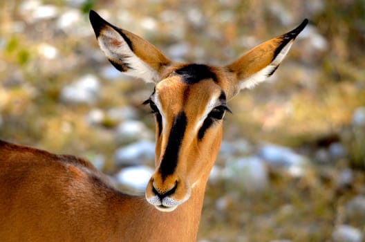 a close up of an antelope in southern africa