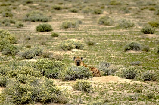 a spoted hyena in the Etosha national park