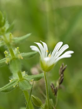 Withe chickweed flower in wild nature, close up