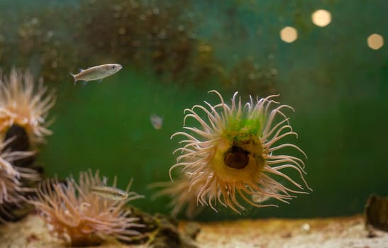 Close up of fish in the aquarium
