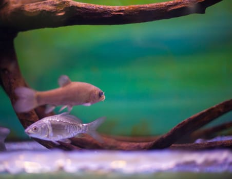 Close up of fish in the aquarium