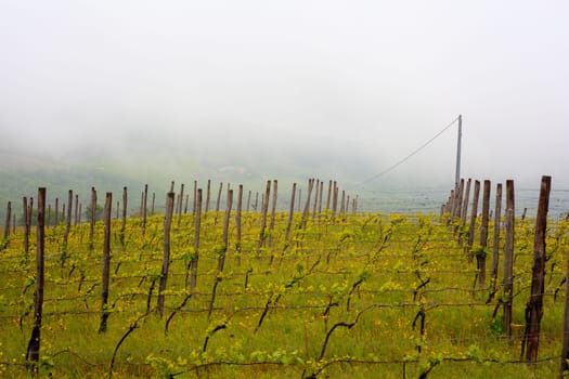 View of photo voltaic panels in the vineyard