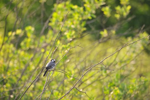 Barn Swallow (Hirundo rustica) at Steinhuder Meer,Germany.