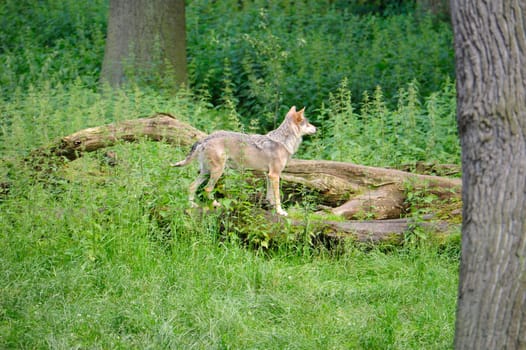 Gray Wolf (Canis lupus) in Forest