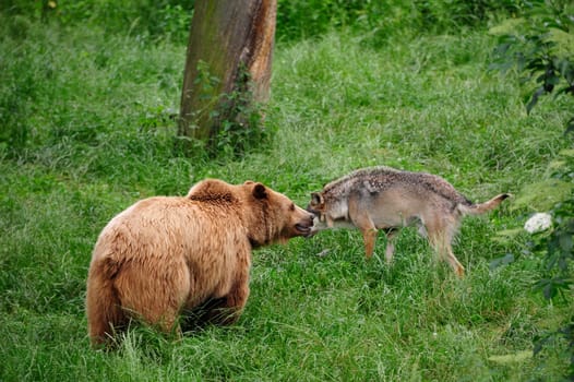 Brown Bear (Ursus arctos) and Gray Wolf (Canis lupus)