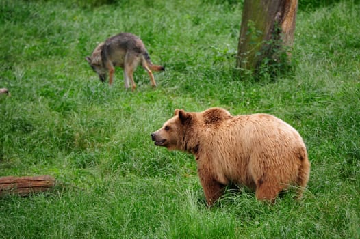 Brown Bear (Ursus arctos) and Gray Wolf (Canis lupus)
