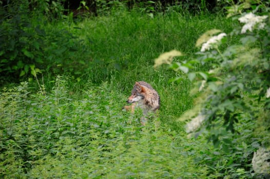 Gray Wolf (Canis lupus) in Forest