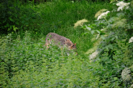 Gray Wolf (Canis lupus) in Forest