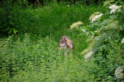 Gray Wolf (Canis lupus) in Forest