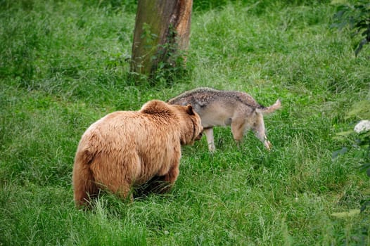 Brown Bear (Ursus arctos) and Gray Wolf (Canis lupus)