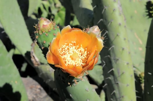 Orange Flower on top of a Green Cactus in the Desert