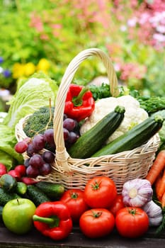 Fresh organic vegetables in wicker basket in the garden.