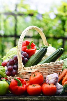 Fresh organic vegetables in wicker basket in the garden.