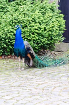 Peacock in front of green hedge