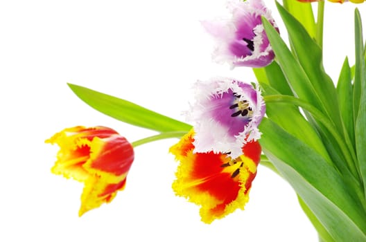 bouquet of the fresh tulips on white background