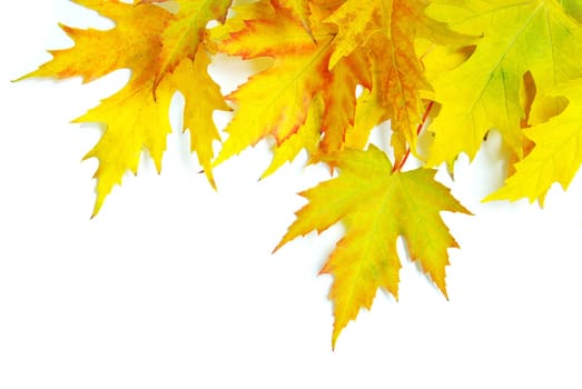 autumn maple leafs isolated on a white