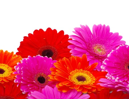gerbera flower closeup on white background