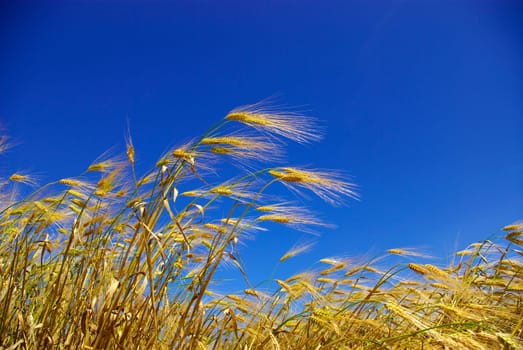 Wheat ears against the blue  sky