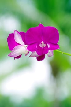 beautiful orchid on green background