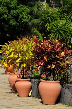 Terracotta Vases with Plants on an Urban Garden