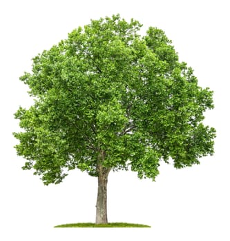 exempted maple-leaved plane trees against a white background