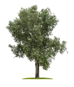 exempted deciduous tree against a white background
