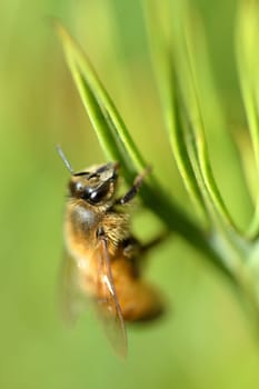A close up shot of a wild bee