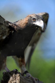A close up shot of a Australian Wedge Tailed Eagle