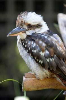 A close up shot of an Australian Kookaburra