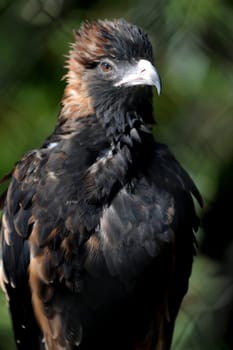 A close up shot of a Australian Wedge Tailed Eagle