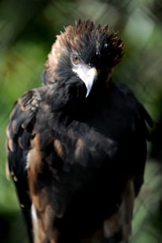 A close up shot of a Australian Wedge Tailed Eagle