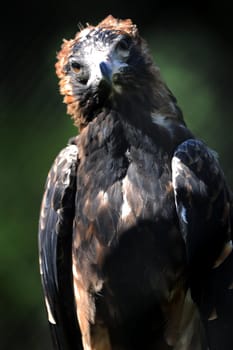 A close up shot of a Australian Wedge Tailed Eagle