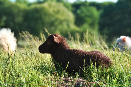 young lamb in green grass