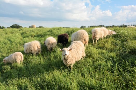 Sheep in green grass on a dike