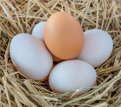 Eggs in the straw nest