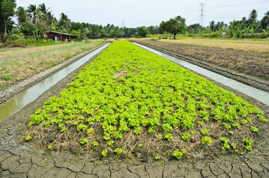 Lettuce plantation