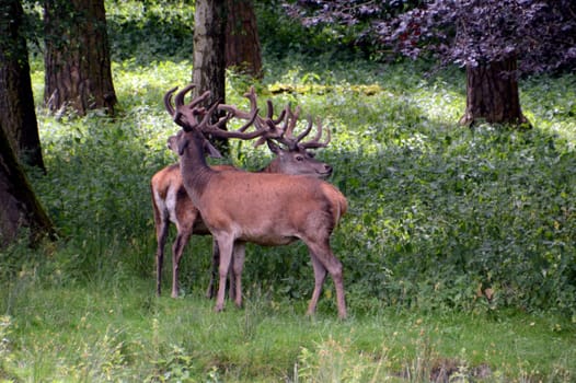 Deer