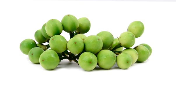 turkey berry isolated on white background