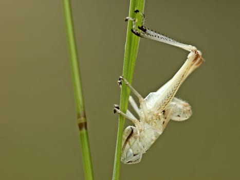 Exuvie (larval skin) of a grasshopper