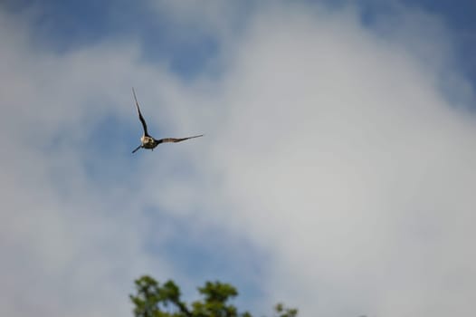 Peregrine falcon (Falco peregrinus) in fly