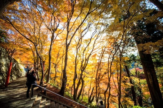 fall season, japan