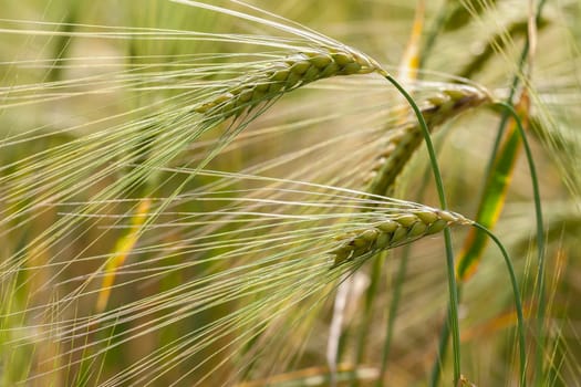Rye - ears of corn in a detailed picture
