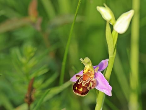 Bee Ragwurz (Ophrys apifera)