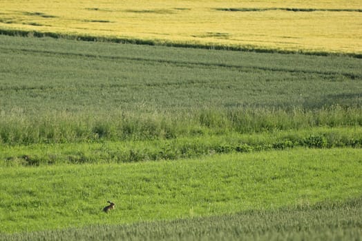 Field hare between cornfields
