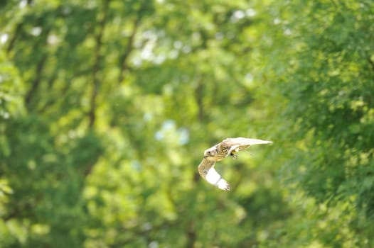 Peregrine falcon (Falco peregrinus) in fly