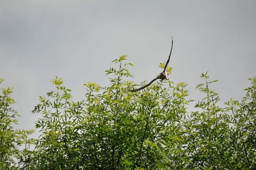 Peregrine falcon (Falco peregrinus) in fly