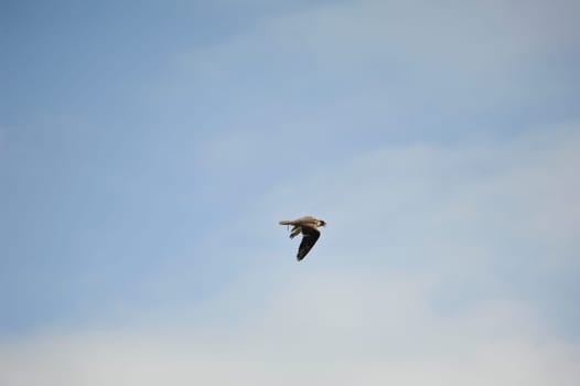 Peregrine falcon (Falco peregrinus) in fly
