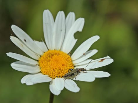 Male bog beetle (Oedemera flavipes) on marguerite flower